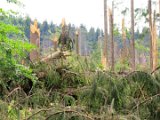 2022-05-20 - Tornado beim Sturmtief Emmelinde Solling - Steinlade bis Gehren (16)